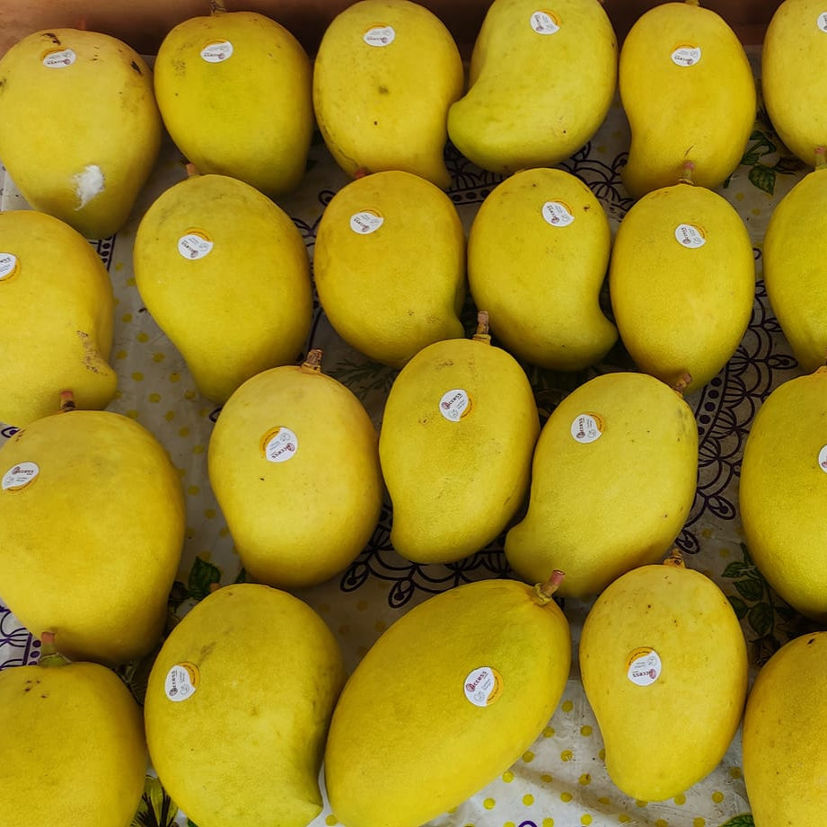 TJC Mango Live Plant (Mangifera indica)