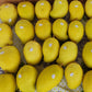 TJC Mango Live Plant (Mangifera indica)