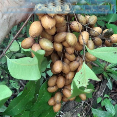 Talisia guianensis Live Plant