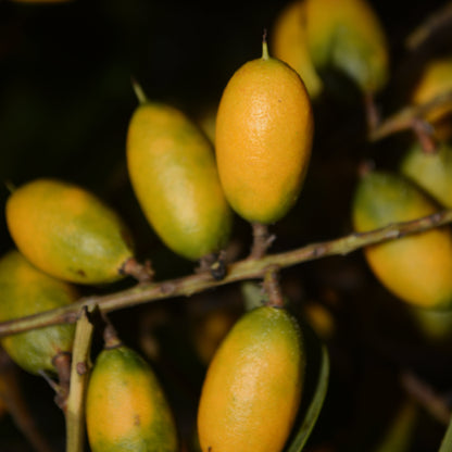 Talisia cerasina Live Plant (Talisia cerasina)