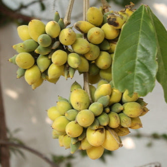 Talisia cerasina Live Plant (Talisia cerasina)