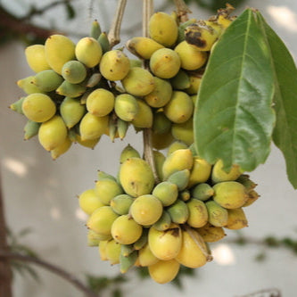 Talisia cerasina Live Plant (Talisia cerasina)
