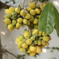 Talisia cerasina Live Plant (Talisia cerasina)