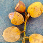 Talisia cerasina Live Plant (Talisia cerasina)