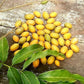 Talisia cerasina Live Plant (Talisia cerasina)