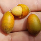Talisia cerasina Live Plant (Talisia cerasina)