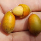 Talisia cerasina Live Plant (Talisia cerasina)