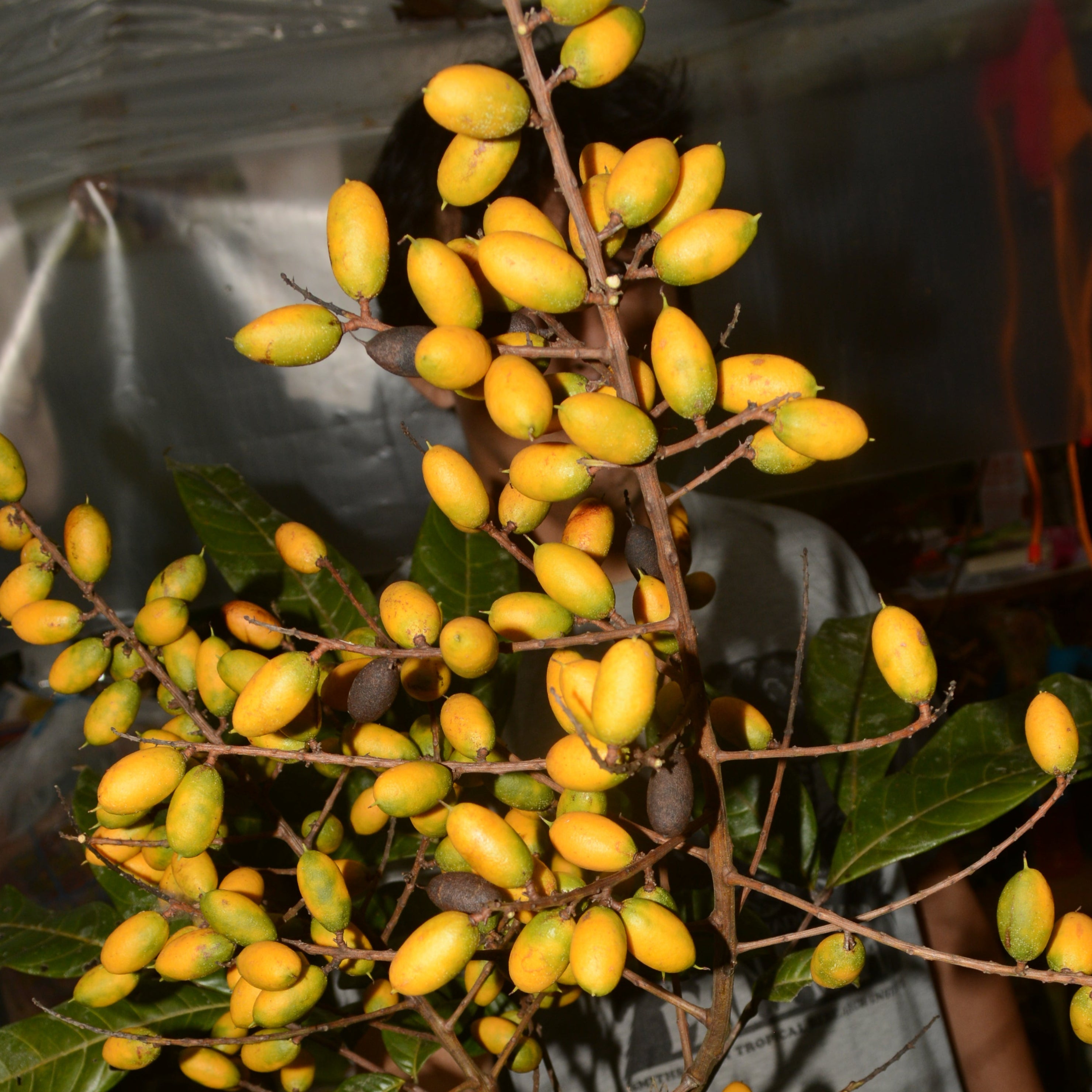 Talisia cerasina Live Plant (Talisia cerasina)