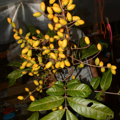 Talisia cerasina Live Plant (Talisia cerasina)