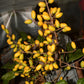 Talisia cerasina Live Plant (Talisia cerasina)