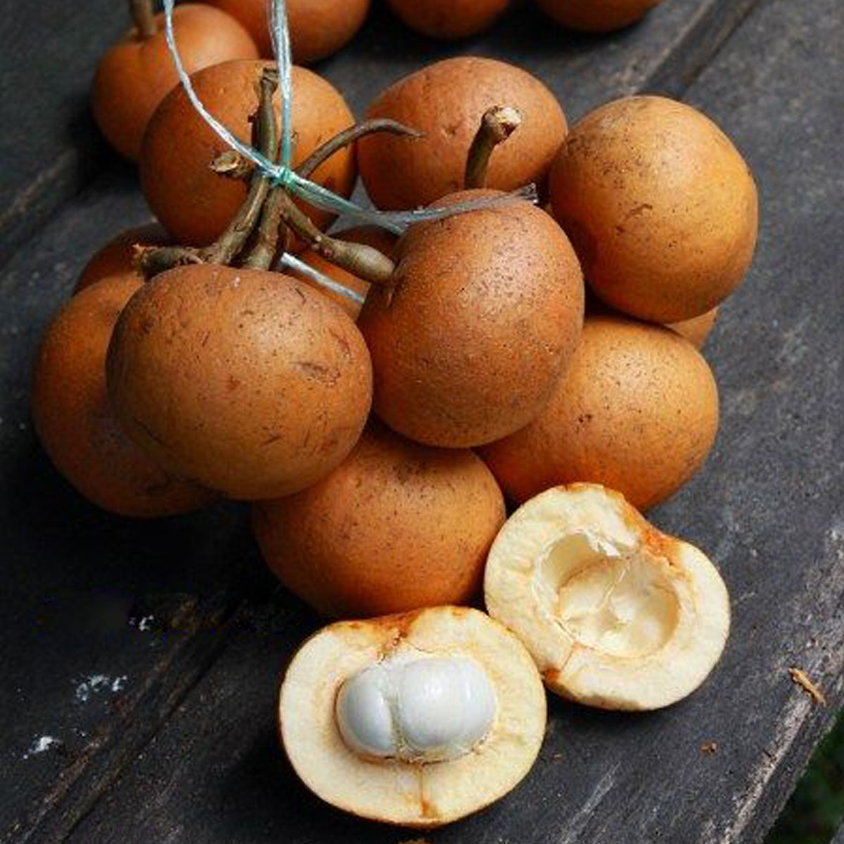 Tampoi Fruit Plant (Baccaurea Macrocarpa)