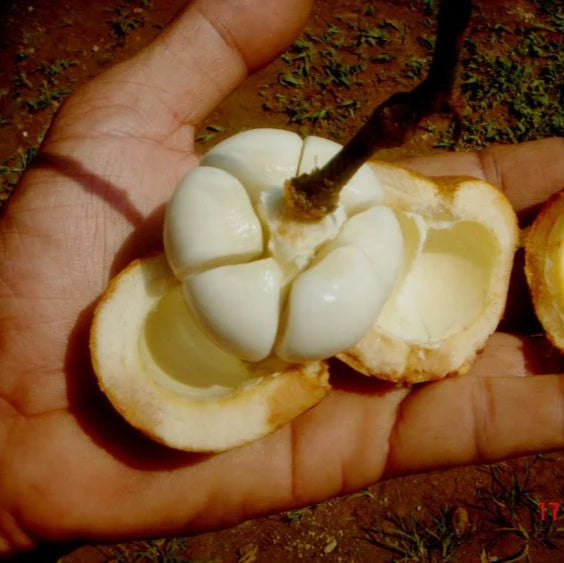 Tampoi Fruit Plant (Baccaurea Macrocarpa)