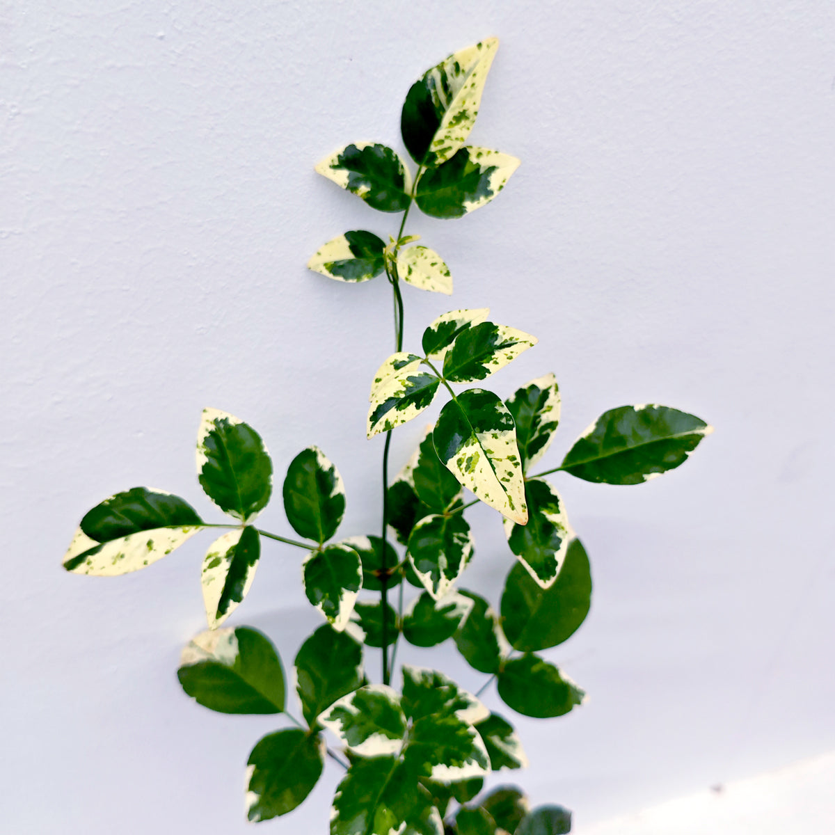 Tecoma Variegated Live Plant (Pandorea spp)