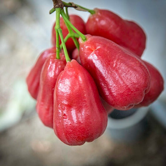 Thai Red Chamba Live Plants (Syzygium samarangense)