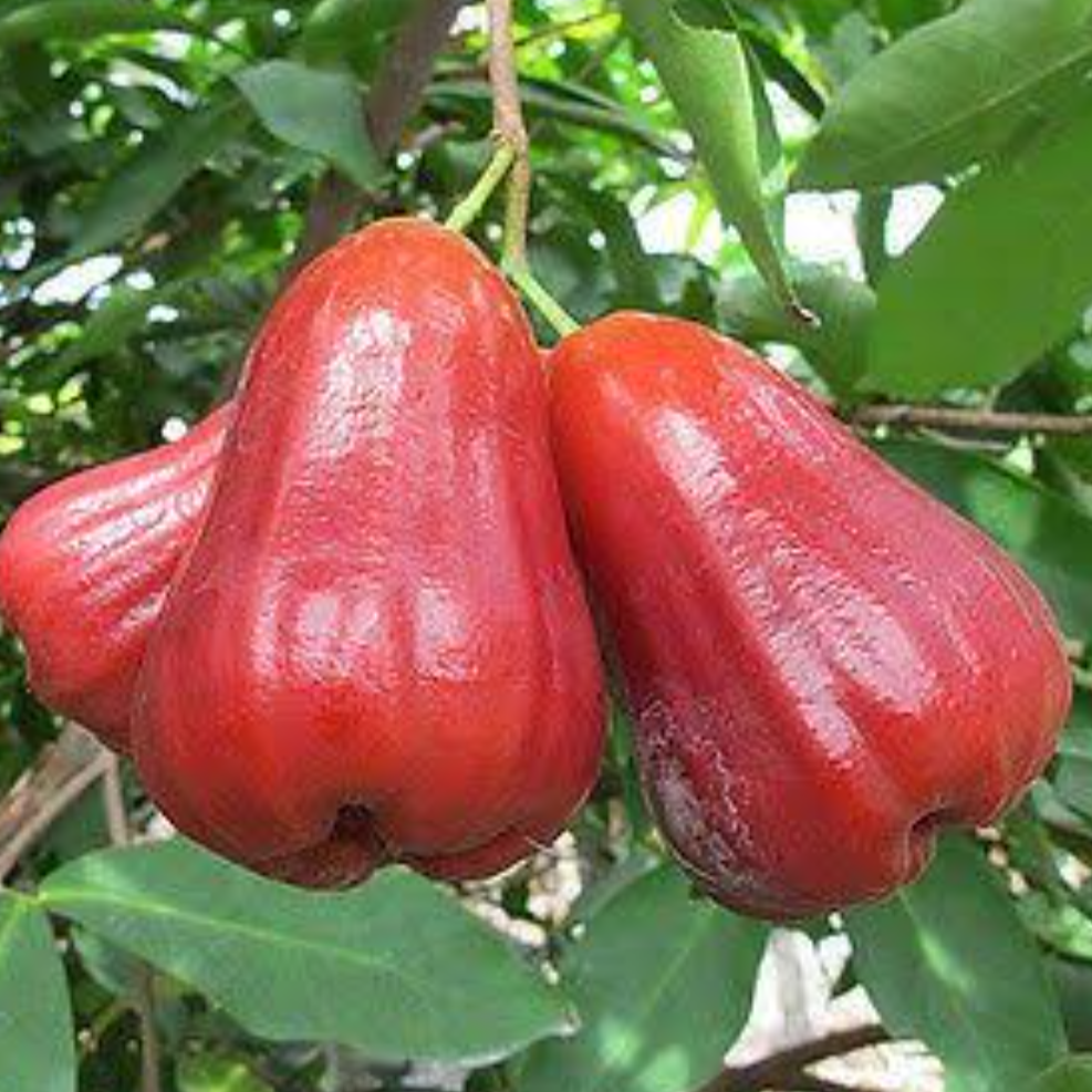 Thai Red Chamba Live Plants (Syzygium samarangense)