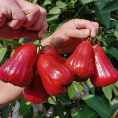 Thai Red Chamba Live Plants (Syzygium samarangense)