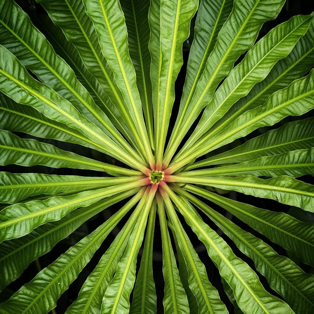 Barringtonia papuana Live Plant (Barringtonia papuana)