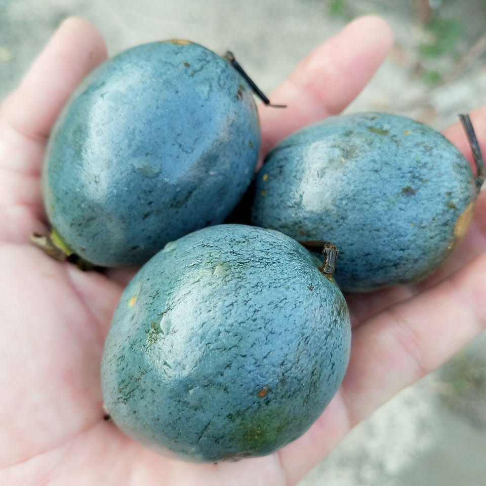 Barringtonia papuana Live Plant (Barringtonia papuana)