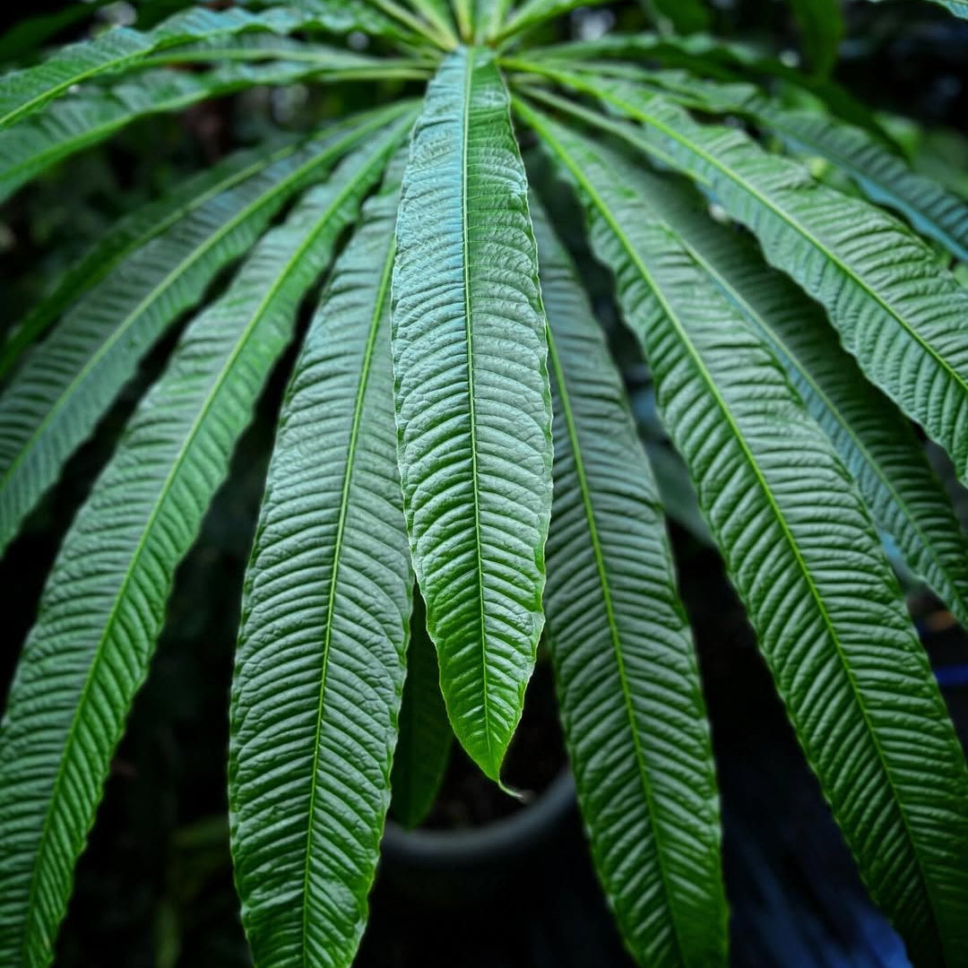 Barringtonia papuana Live Plant (Barringtonia papuana)