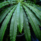 Barringtonia papuana Live Plant (Barringtonia papuana)