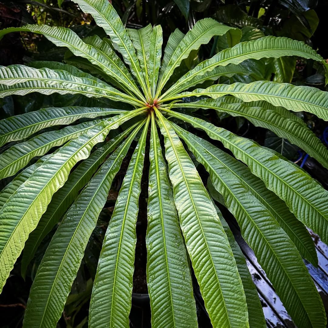 Barringtonia papuana Live Plant (Barringtonia papuana)