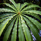 Barringtonia papuana Live Plant (Barringtonia papuana)