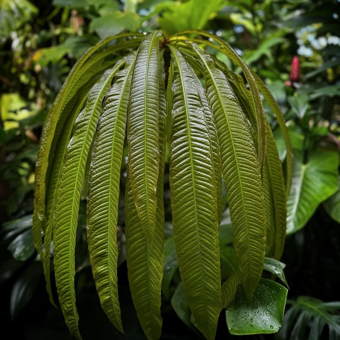 Barringtonia papuana Live Plant (Barringtonia papuana)