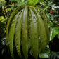 Barringtonia papuana Live Plant (Barringtonia papuana)