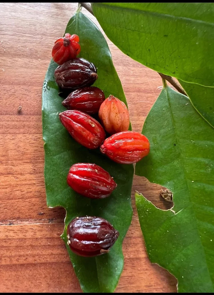 The Eugenia sp. Pitanguinha Red Live Plant