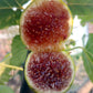 The Mig Paratjal Fig Live Plant (Ficus carica)