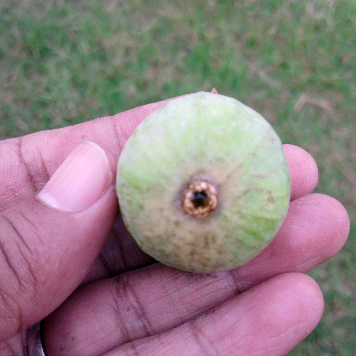 The Mig Paratjal Fig Live Plant (Ficus carica)