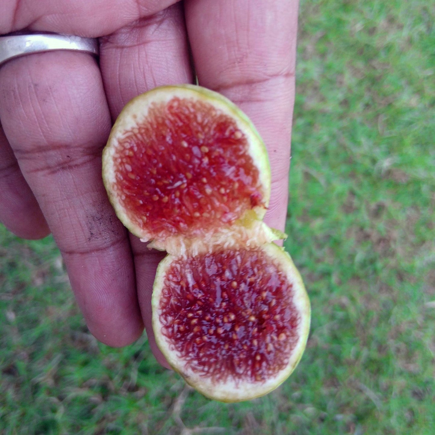 The Mig Paratjal Fig Live Plant (Ficus carica)