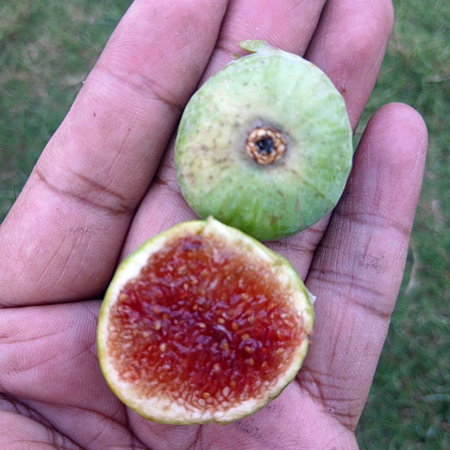 The Mig Paratjal Fig Live Plant (Ficus carica)