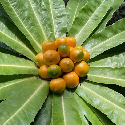 Hispaniola Live Plant (Theophrasta americana)