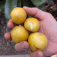 Hispaniola Live Plant (Theophrasta americana)