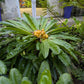 Hispaniola Live Plant (Theophrasta americana)