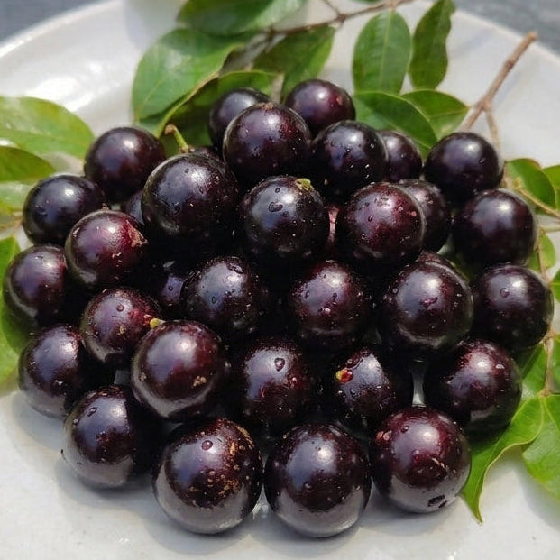 Jaboticaba Tutti Fruity (Plinia sp) Live Plant