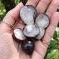 Jaboticaba Tutti Fruity (Plinia sp) Live Plant