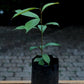 Udara Fruit Plants (Chrysophyllum Albidum)