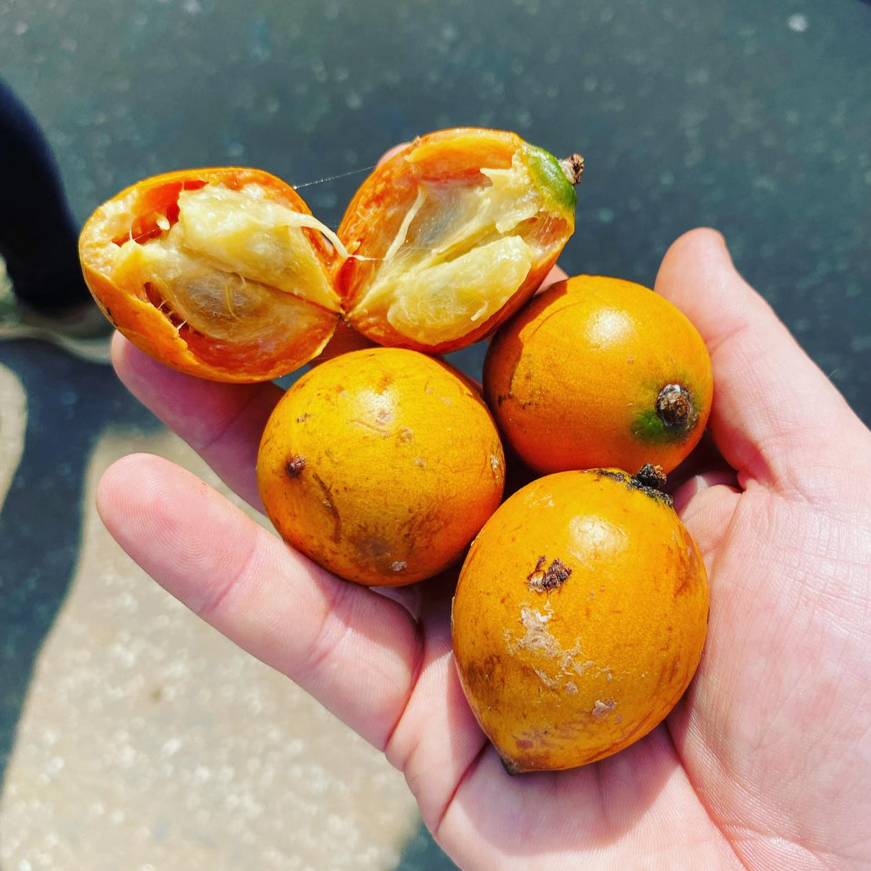 Udara Fruit Plants (Chrysophyllum Albidum)