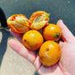 Udara Fruit Plants (Chrysophyllum Albidum)