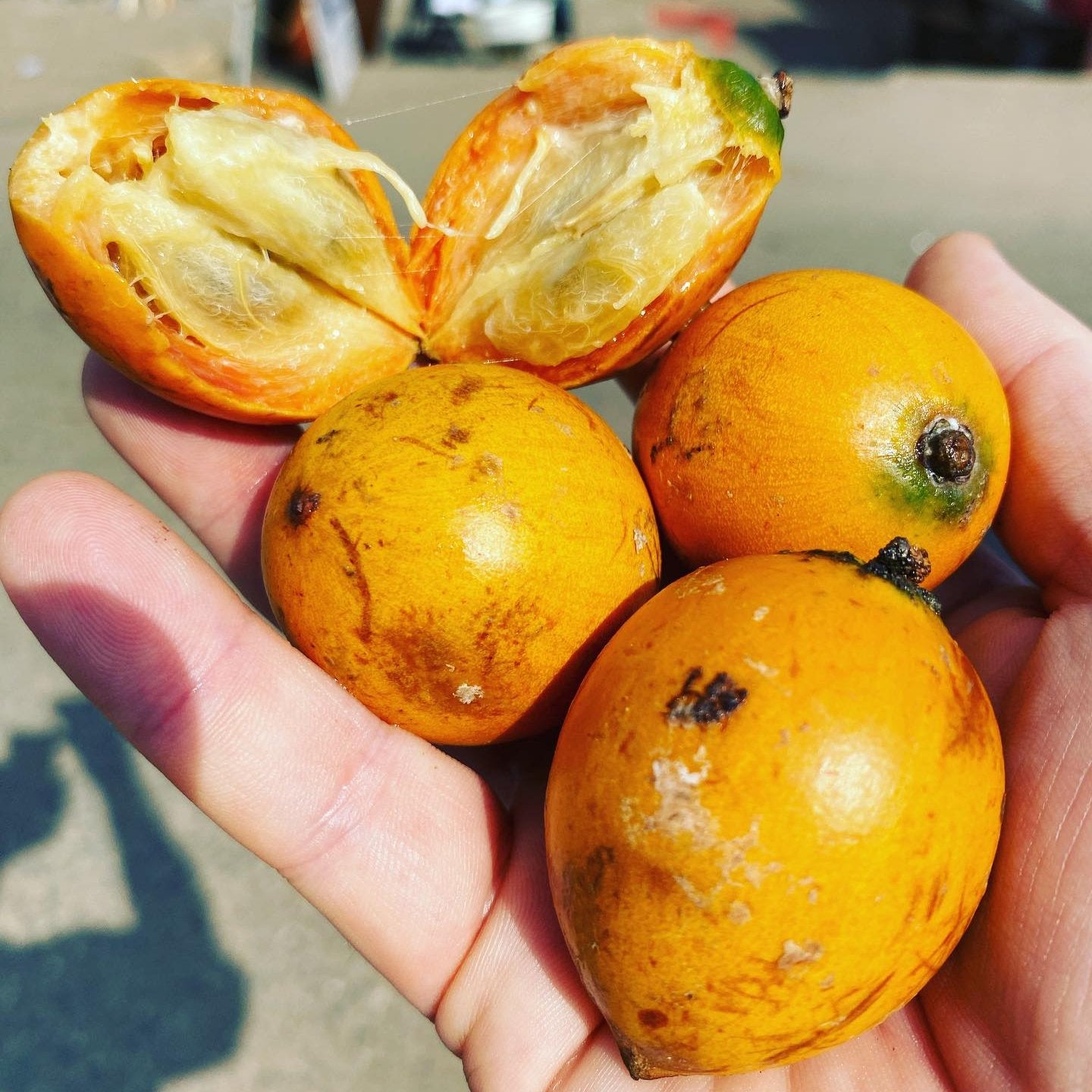 Udara Fruit Plants ( Chrysophyllum Albidum )