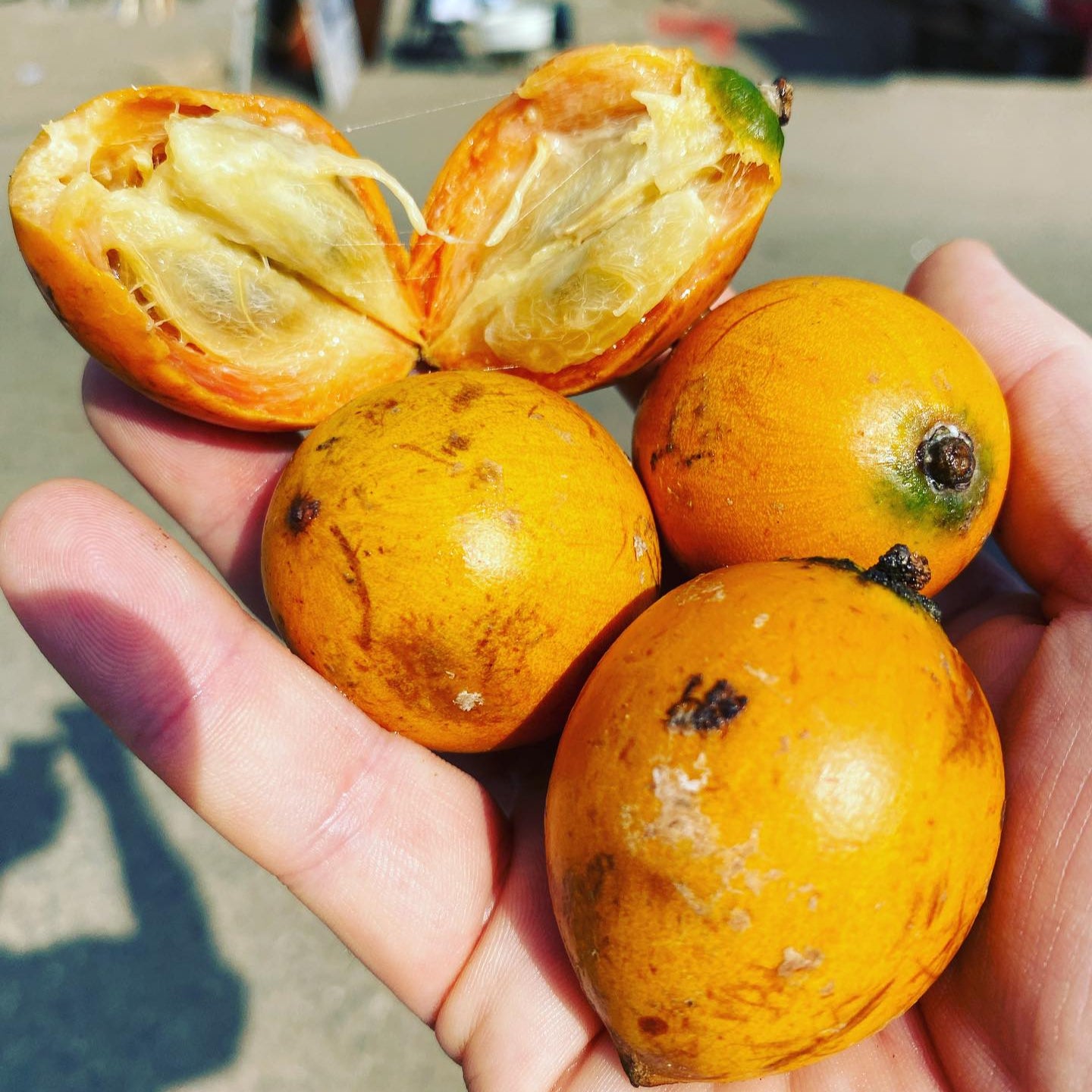 Udara Fruit Plants (Chrysophyllum Albidum)