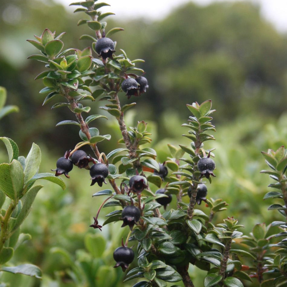 Black Chilean Guava – A Rare Ruby from Temperate Forests