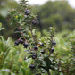Black Chilean Guava – A Rare Ruby from Temperate Forests