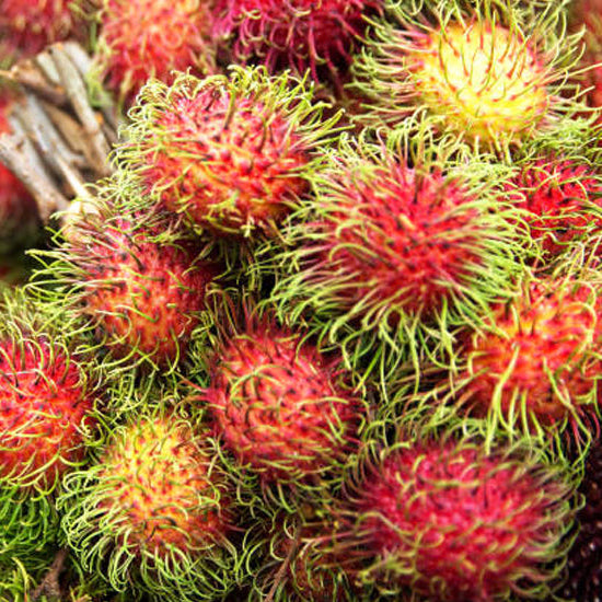 Rambutan Rongrien Live Plants