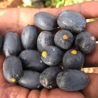 African Olive Fruit Plant (Canarium schweinfurthii)
