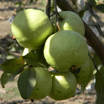VNR Guava Live Plant (Psidium guajava)