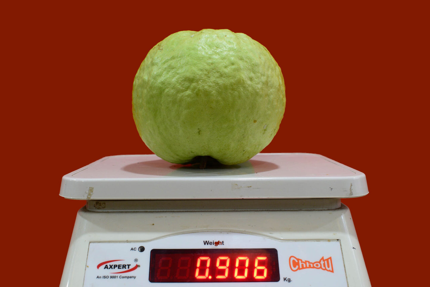 VNR Guava Live Plant (Psidium guajava)