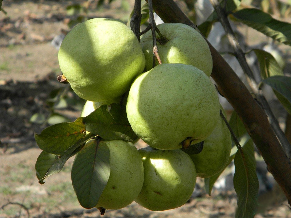 VNR Guava Live Plant (Psidium guajava)